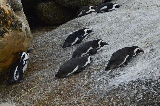 Penguin in the rock