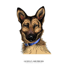Vector portrait of german shepherd dog. Cute puppy. Police, service dog. Animalistic colored illustration. Hand drawn pet portait. Poster, t-shirt print, holiday, postcard, shelter.