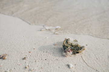 Garbage on the beach, Environmental problems