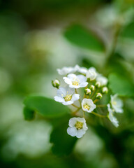 white flowers on green