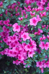 Fototapeta premium Flowering japanese azalea with pink flowers