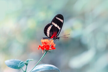 Macro shots, Beautiful nature scene. Closeup beautiful butterfly sitting on the flower in a summer garden.