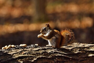 American red smallest squirrel. Wisconsin State Park.	