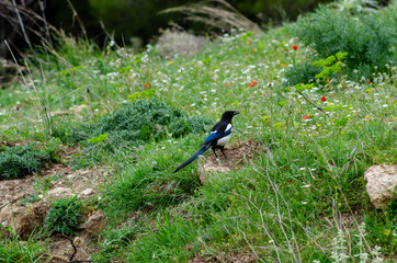 Pica pica bird on nature place in mount of Parnitha Athens Greece