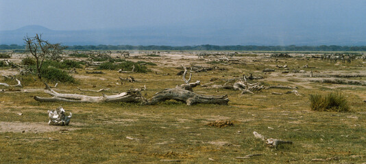 Savane désertique, Parc national, Amboseli, Kenya