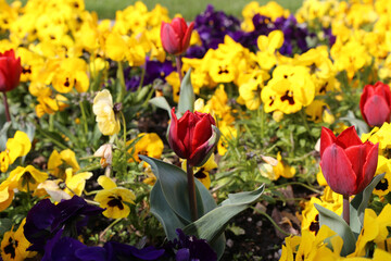 Blumen im Frühling: Tulpen und Hornveilchen