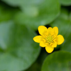 Obraz premium Single yellow spring flower in green leaves.