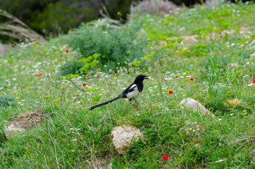 Pica Pica bird snatched bread with bread Athens mount Parnitha 