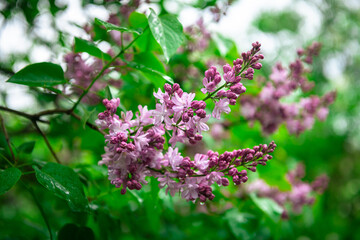 Lilac garden trees under the rain nature spring time with free space text