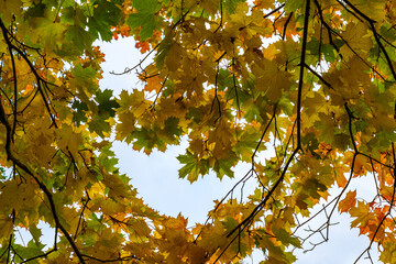 Branches with autumn colored maple leaves