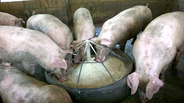 Big Pigs eating food on farms and many pigs eat from A large bowl of food, with very dirty mammals in a pigpen. Fattening pigs, for sale to processing plants.