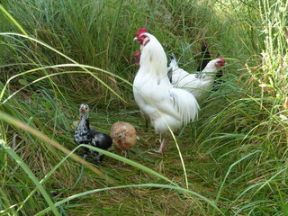 Hühner im Garten, Freiauslauf