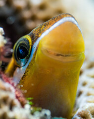Macro Goby fish on coral, Underwater shoot in Maldives