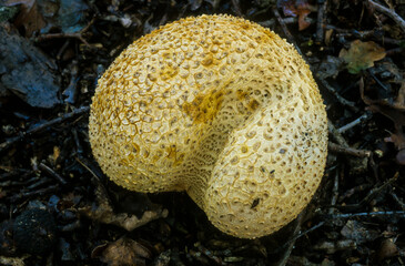 scléroderme vulgaire, Scleroderma citrinum