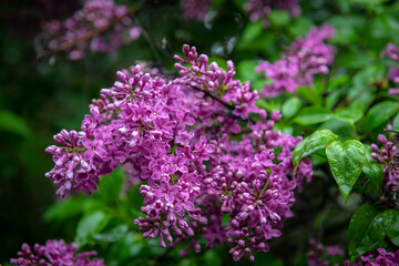 Lilac garden trees under the rain nature spring time with free space text
