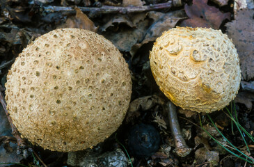 scléroderme vulgaire, Scleroderma citrinum