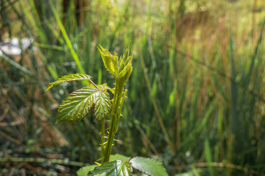 Close-up of some tender stems of a brumble.