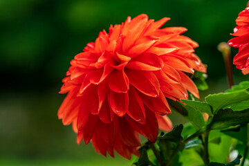 Close up of one single vibrant red Dahlia flower in sunlight