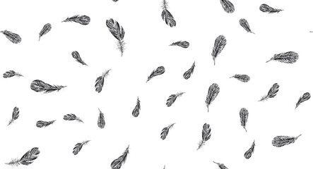 Set of bird feathers. Hand drawn sketch style.	
