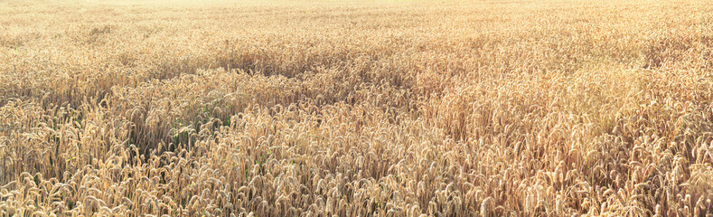 A field of ripe wheat with sun rays