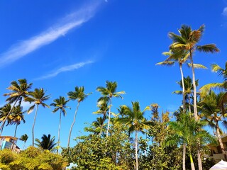 palm trees and blue sky