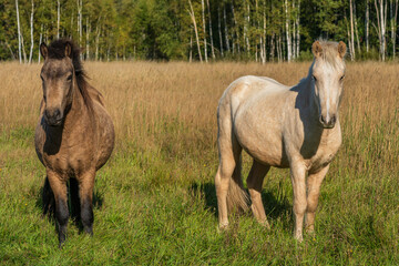 Fototapeta premium Icelandic horses standing in tall grass in a sunny pasture