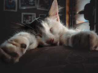 cute white cat sleeping on top of the sofa with stretched paws and plaid background