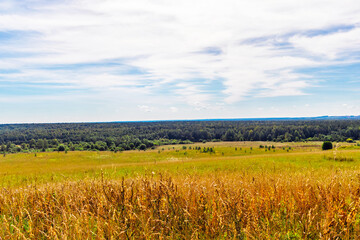 landscape with field and woodland on the horizon in summer