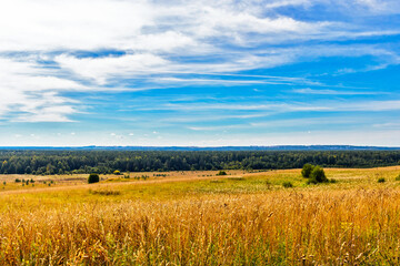 landscape with field and woodland on the horizon in summer