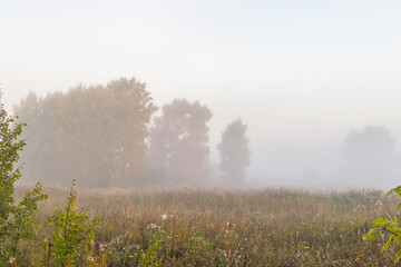 Obraz na płótnie Canvas trees in the fog on an early summer morning