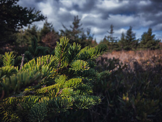 pine tree branches