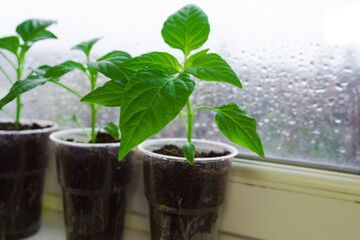Pepper seedlings were grown on the balcony window