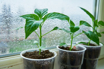 Green basil grew up in a pot on the balcony