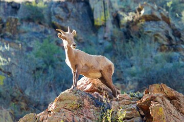 bighorn ewe on a rock outcropping
