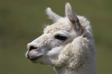 Obraz premium Alpaka / Alpaca / Vikugna pacos