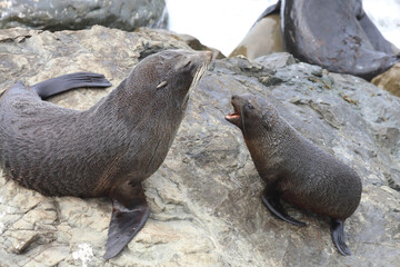 Neuseeländischer Seebär / New Zealand fur seal / Arctocephalus forsteri.