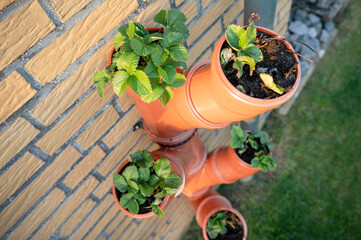 Strawberry plants in a homemade vertical urban strawberry garden made from tubes	