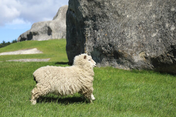 Romneyschaf / Romney sheep / Ovis.