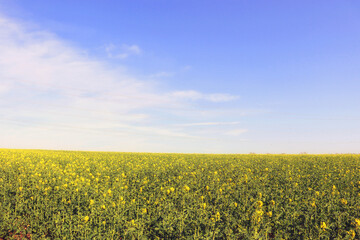Obraz premium A fantastic agricultural landscape with a yellow rape field in bloom. Shropshire, England, United Kingdom.