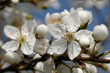 Flowering fruit tree in spring. White small flowers of Mirabelle plum, also known as mirabelle prune or cherry plum (Prunus domestica subsp. Syriaca).