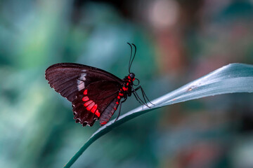 Macro shots, Beautiful nature scene. Closeup beautiful butterfly sitting on the flower in a summer garden.