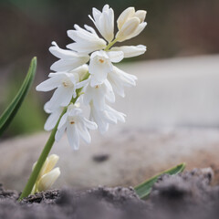 White Puschkinia scilloides flowers in early spring