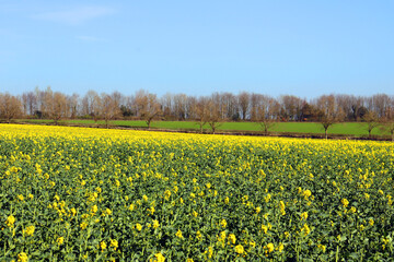 Fototapeta premium A fantastic agricultural landscape with a yellow rape field in bloom and trees during a sunny day. British spring. Shropshire, England, United Kingdom. 