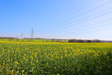 A colorful landscape with a rapeseed field in bloom with some electricity pylons on the horizon during a sunny day. British countryside agriculture environment. Shropshire, England, United Kingdom.
