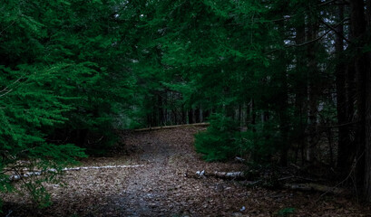 path in the forest