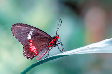 Macro shots, Beautiful nature scene. Closeup beautiful butterfly sitting on the flower in a summer garden.
