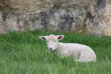 Obraz premium Romneyschaf / Romney sheep / Ovis.