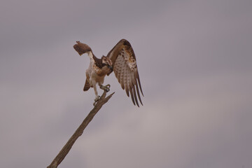 Balbuzard pêcheur