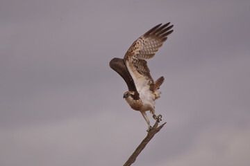 Balbuzard pêcheur