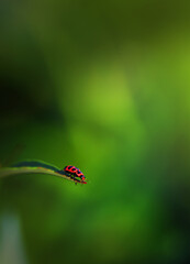 Fototapeta na wymiar Red Beetle